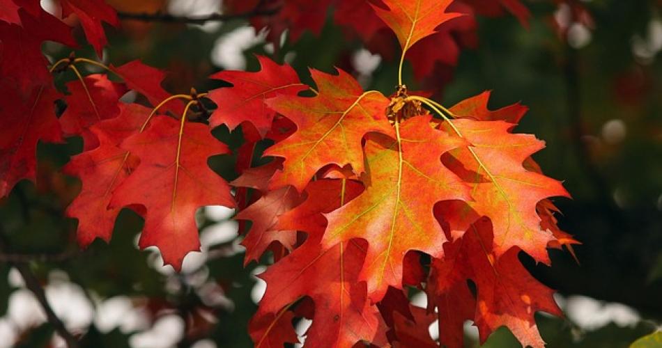 Herbst